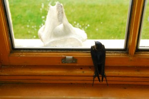 One swallow doesn't make a summer