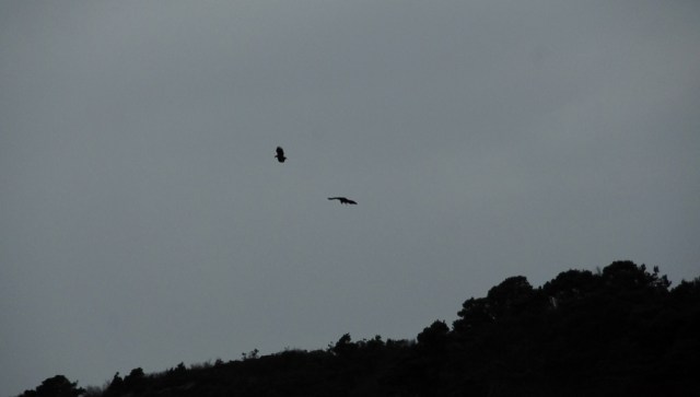 The Pair of Sea Eagles