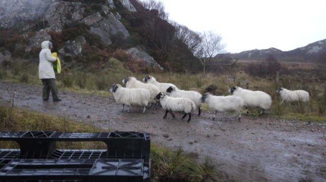 Driving Sheep Home for Christmas