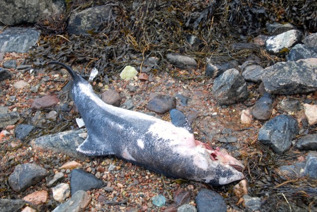 The Porpoise Carcass