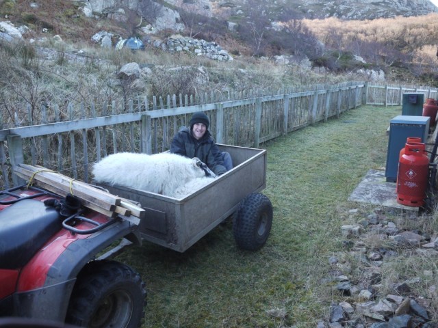 Henry getting friendly with the Sheep