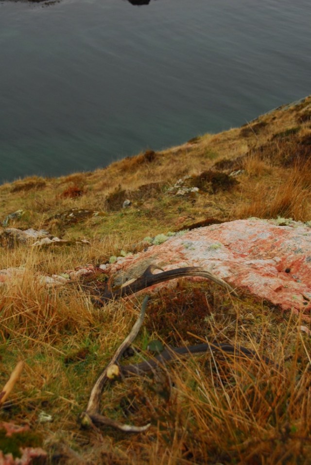 Last Years Young Ones