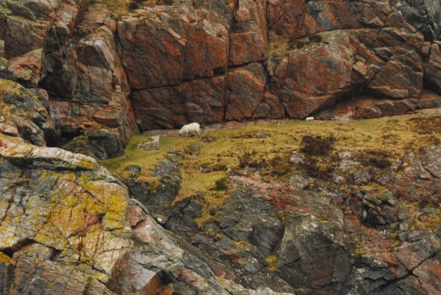 One of the Missing Sheep