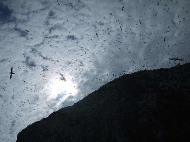 Thousands of Gannets