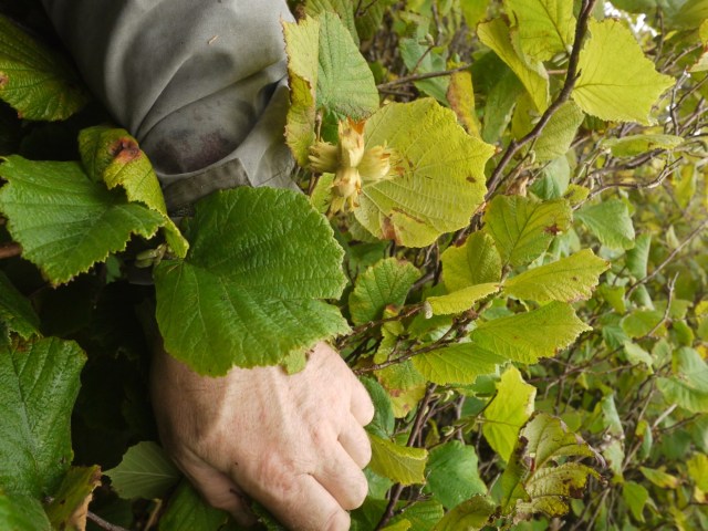 Climbing For Hazelnuts
