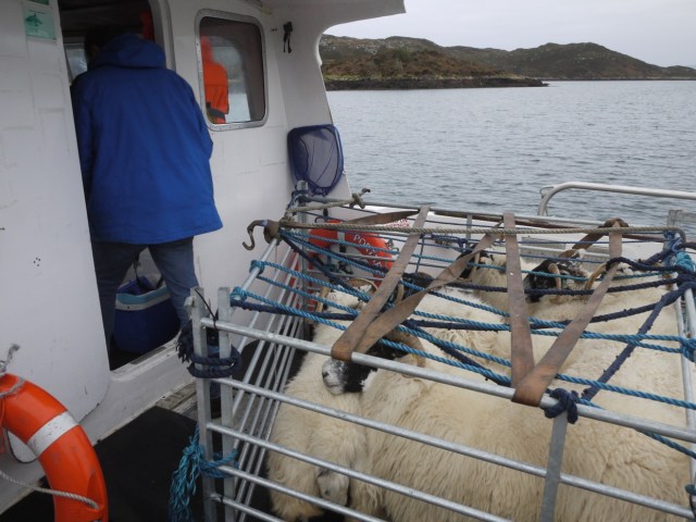 The Sheep Finally Arrive