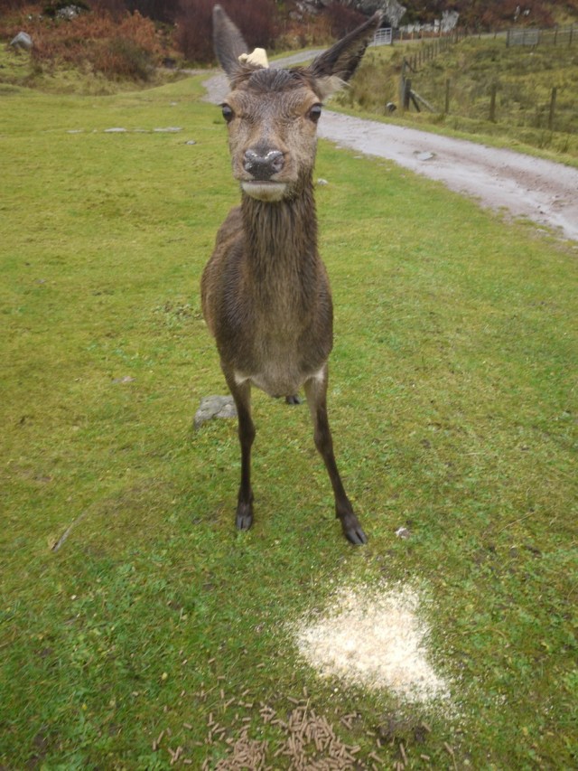 Pinching The Hen Feed
