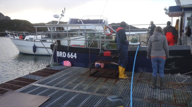 None for weeks then two at once.