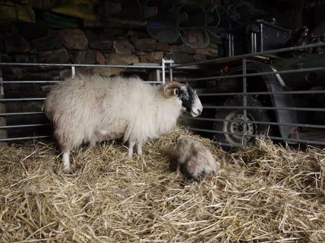 The Weak Lamb (Quasi)