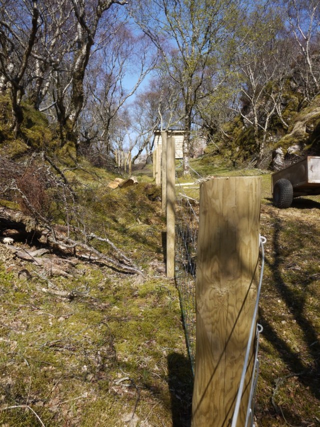 The New Fence in the Forest