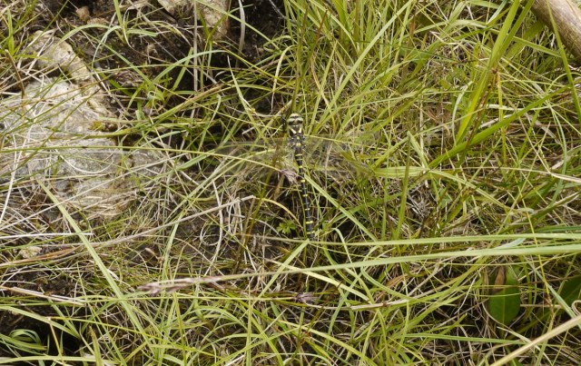 Tripping over the Dragon Flies