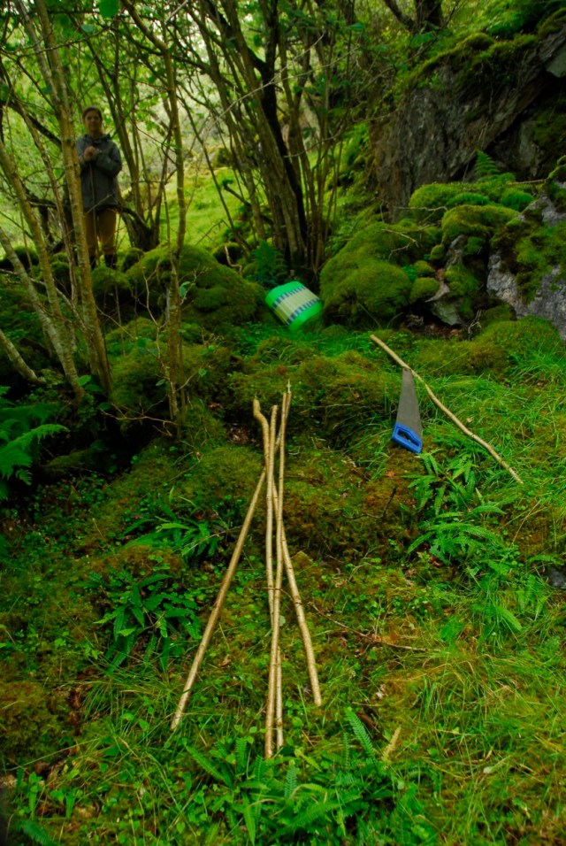 Summer Forest Growth.