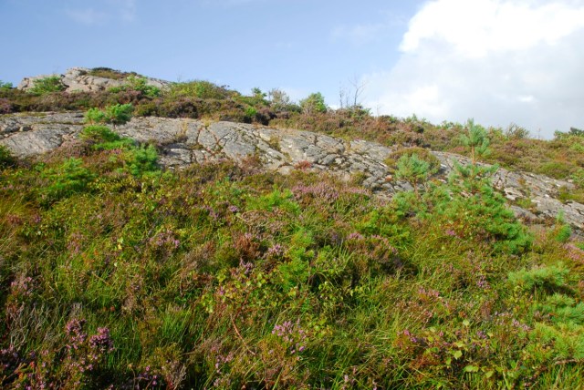 Regeneration at its best.