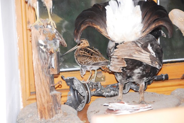 George The Cats latest Catch