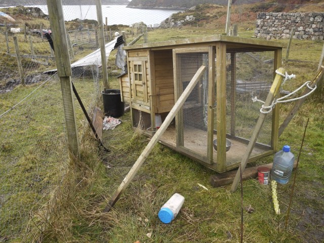 Hens upset/Shelter Sheets ripped off.
