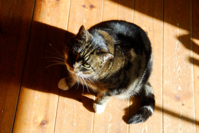 George 'The Rona Cat'