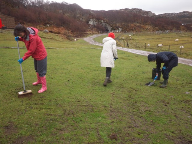 Shoveling sheep s**t