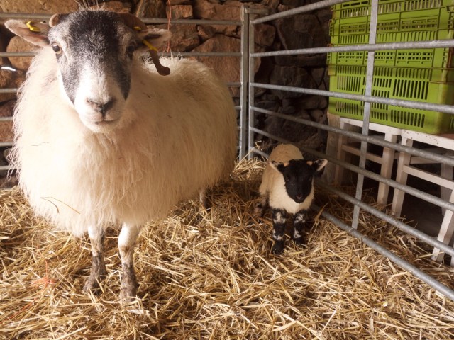 The First Lamb of 2015