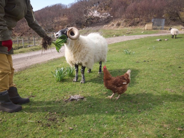 Supplementary feeding