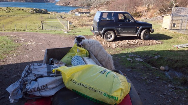 Big Excitement, Sheep Feed!!