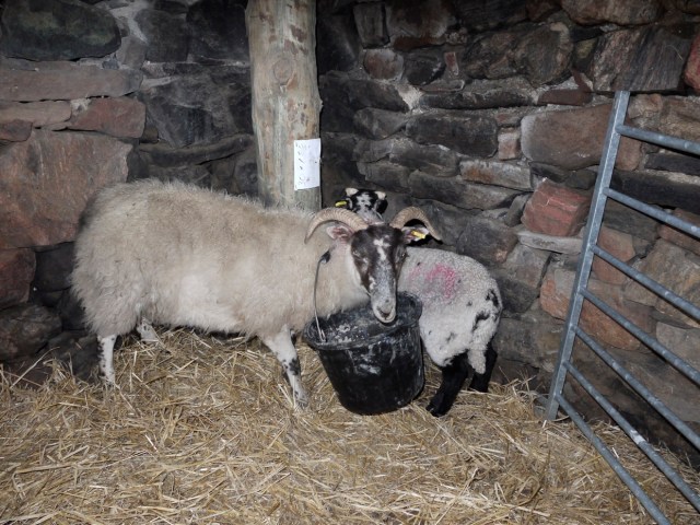 Invalid with Mother in the Barn