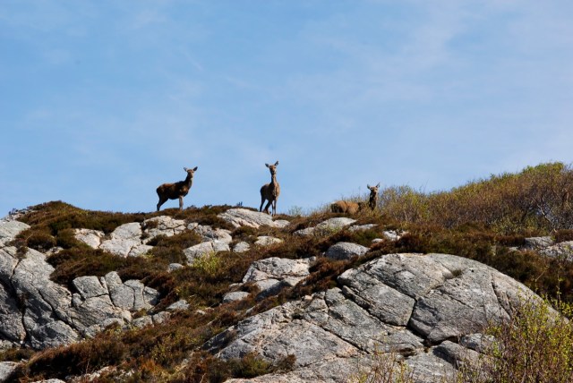 Hinds in Winter Coats