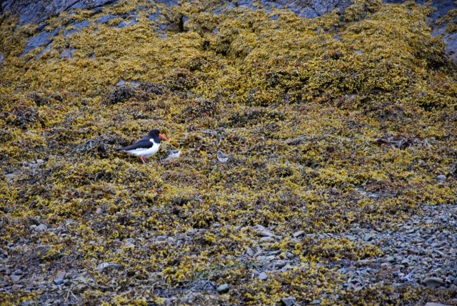 Oyster Catcher + Two Chicks 
