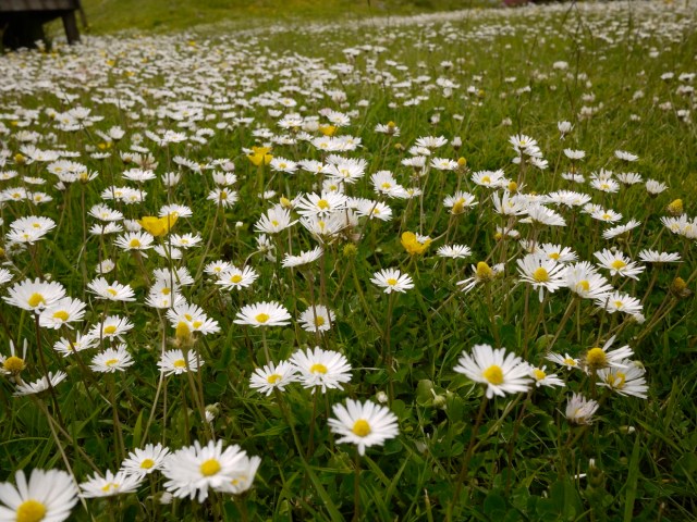 Daisies Galore