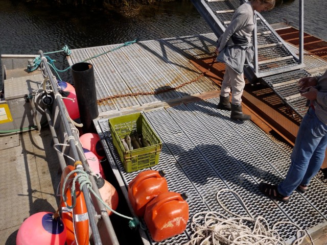 Back In With The Catch