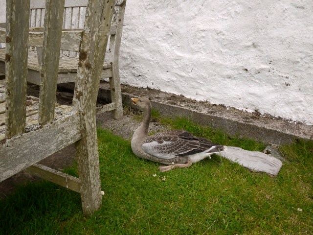 The Injured Goose