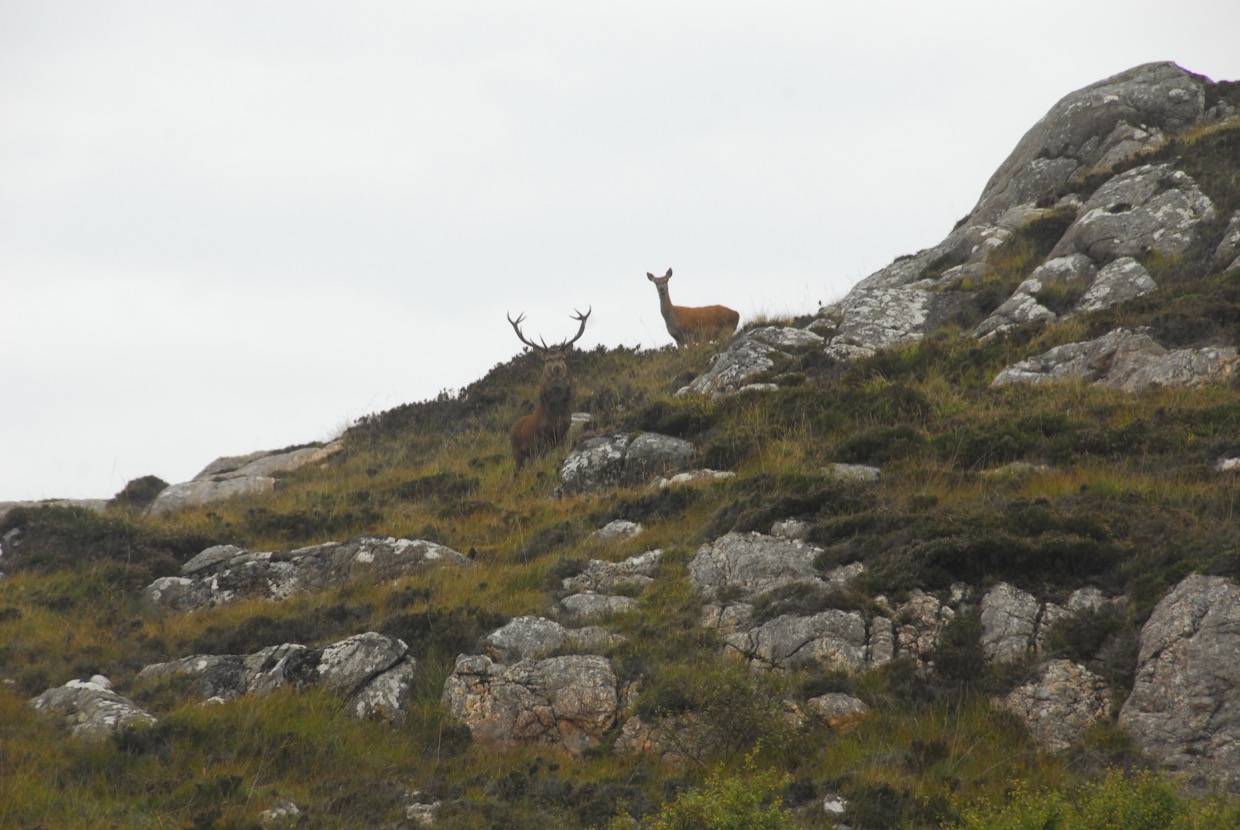 On The Way Home, This Years Master Stag/a huge Royal