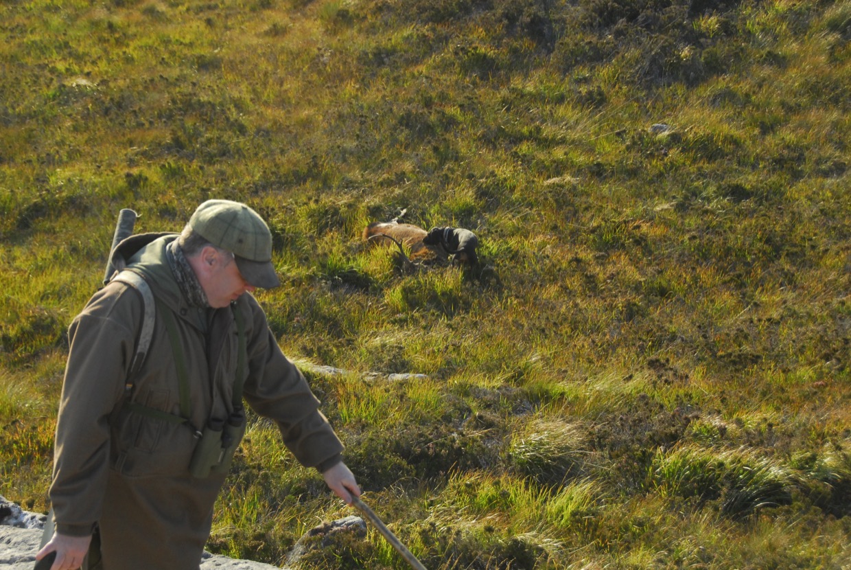 Approaching The Stag