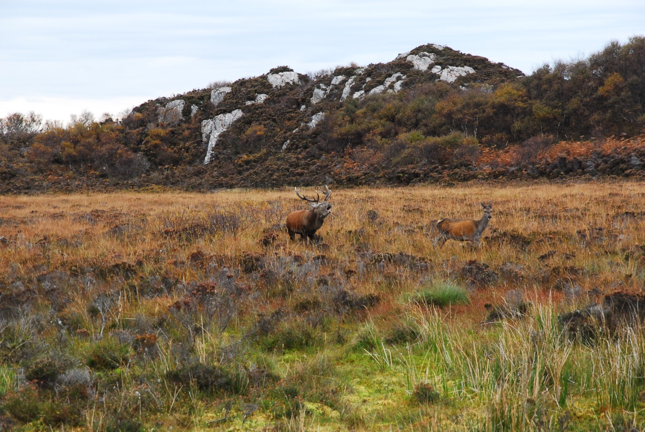Much of the day Roaring 2