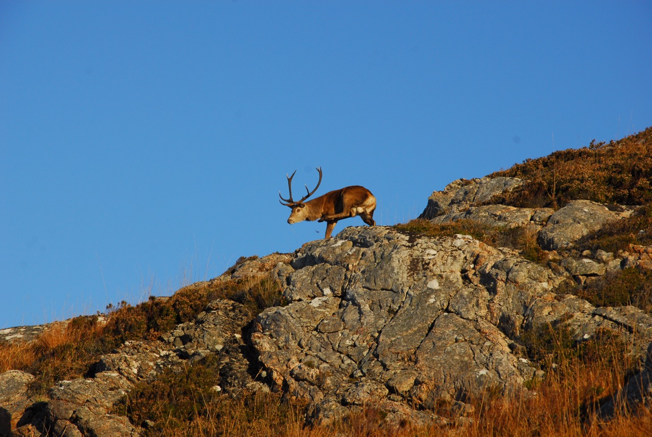 Maybe I'll Have a Scratch