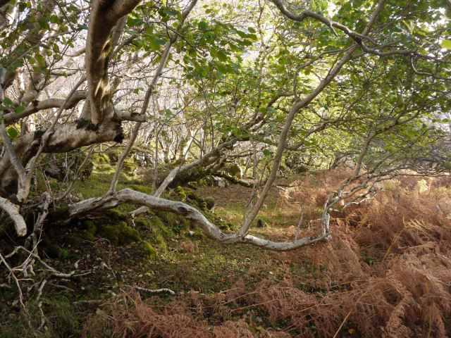 Bright Walk In The Forest
