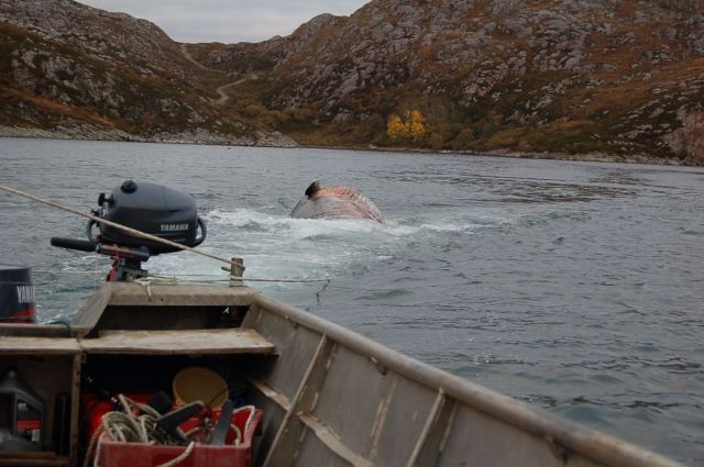 Ever Tried Towing a Whale Backwards