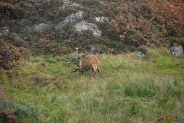 The Younger Stag Is Getting The Better of Eric