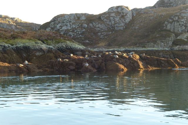 Cheerio to the seals