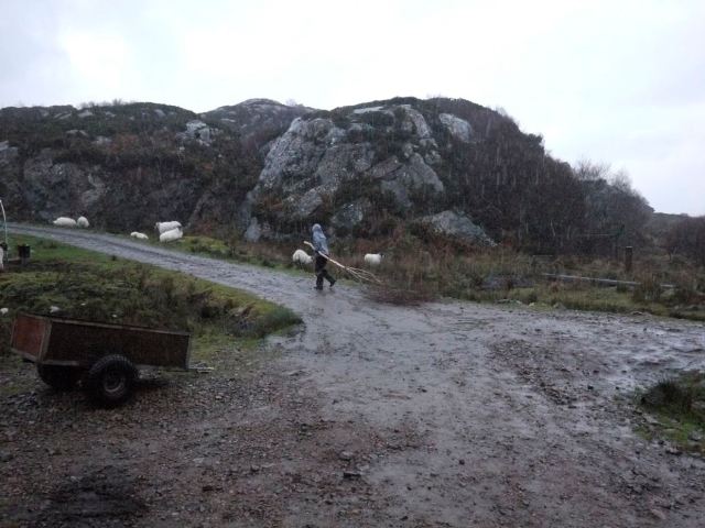 Christmas Tree Delivery