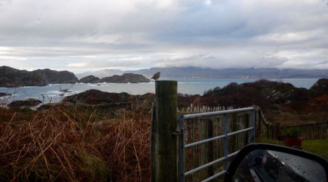 The Dry Harbour Robin