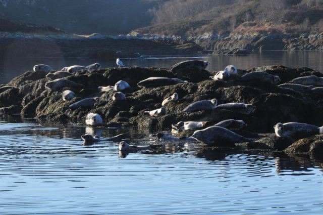 Early Morning Layabouts