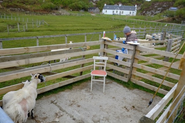 Overcast, sheepwork day