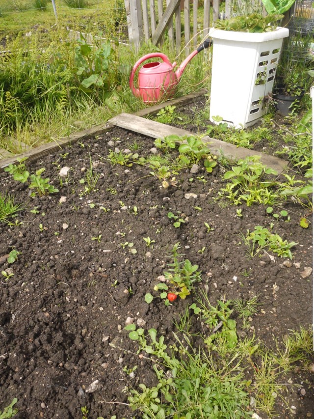 Spotted a Strawberry