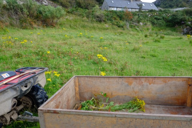 The Annual Ragwort Pull