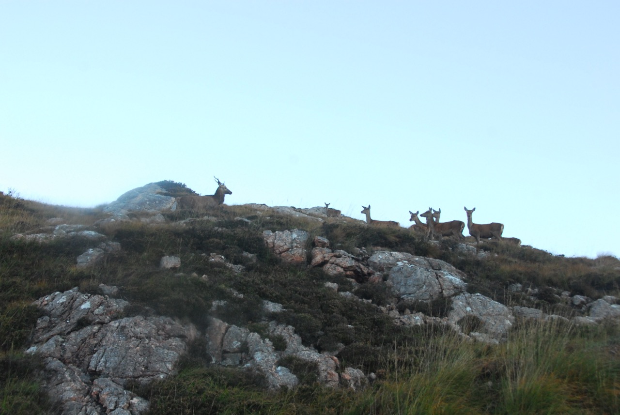 Checking Out The Stag Situation