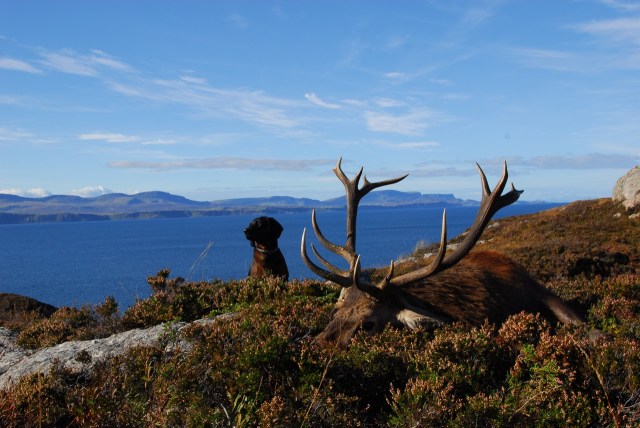 Exceptional Old Stag