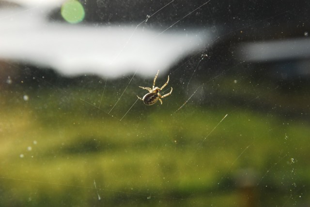 Nature By The Window
