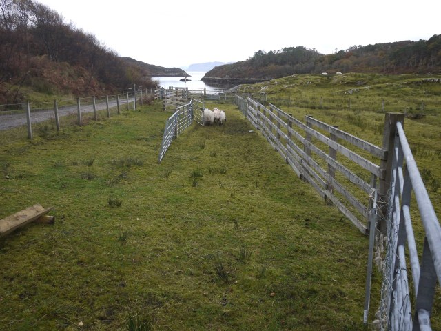 Sheep Work, Seperation