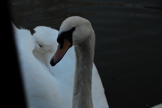 Cheeky Swans