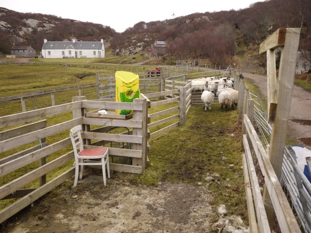 Pre-lamb Dosing